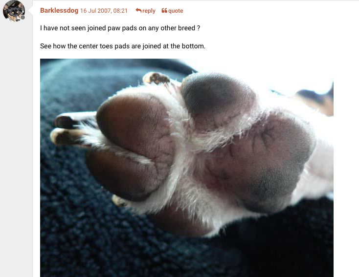 0_1535406262226_Basenji paws.png