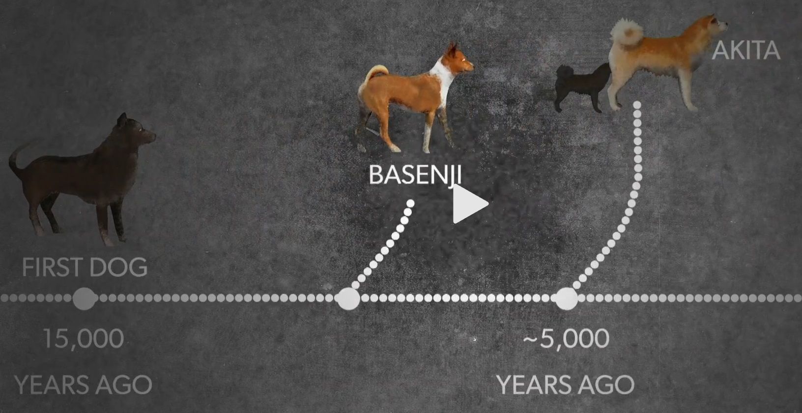 ancientbasenji.jpg