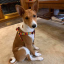 gingithebasenji