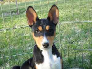 attachment_p_109697_0_basenji-picture.jpg