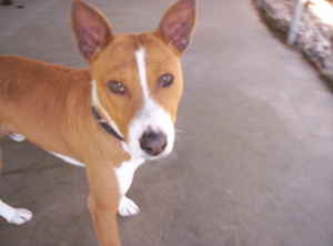 attachment_p_110425_0_lost-basenji-st-louis.jpg