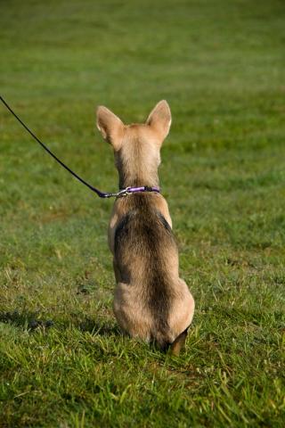 attachment_p_111971_0_wheat-contemplating.jpg