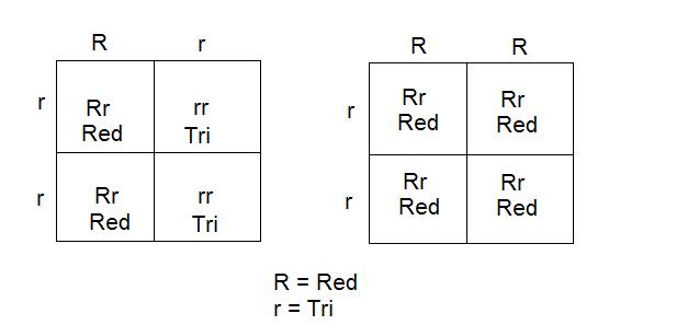 attachment_p_115148_0_red-tri-punnets.jpg