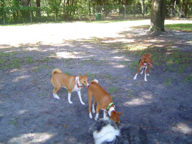 attachment_p_116629_1_dog-park-002.jpg