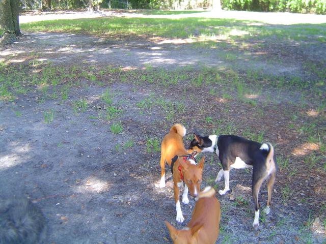 attachment_p_116629_2_dog-park-003.jpg