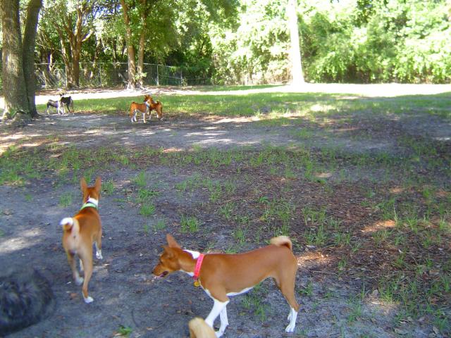 attachment_p_116629_3_dog-park-004.jpg