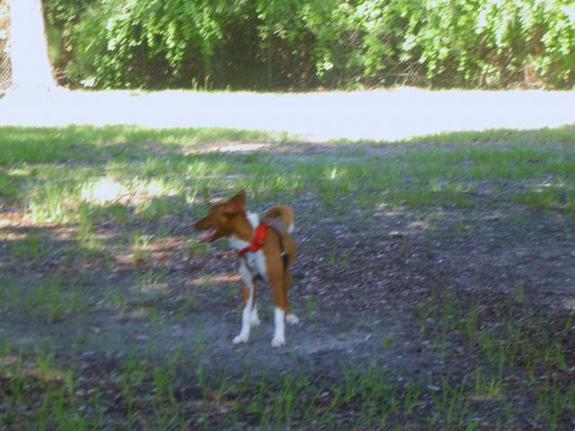 attachment_p_116629_4_dog-park-006.jpg