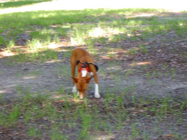 attachment_p_116629_5_dog-park-007.jpg