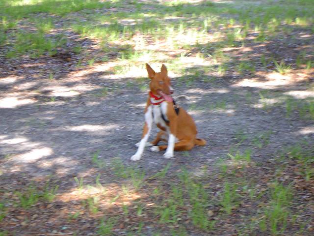 attachment_p_116629_6_dog-park-008.jpg