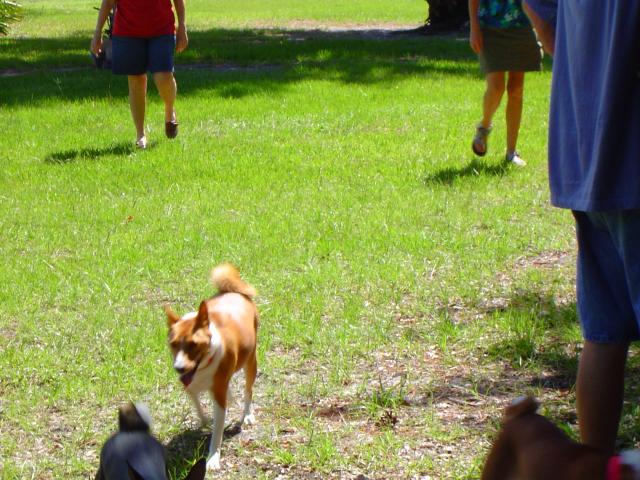 attachment_p_116629_7_dog-park-009.jpg