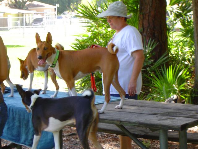 attachment_p_116629_8_dog-park-010.jpg