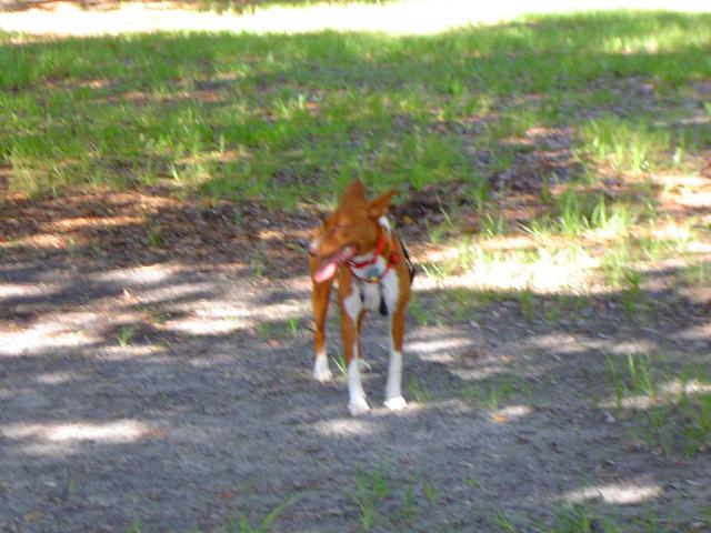 attachment_p_116629_9_dog-park-011.jpg