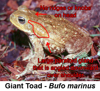 attachment_p_117131_0_bufo_marinus_usgs_compare.jpg