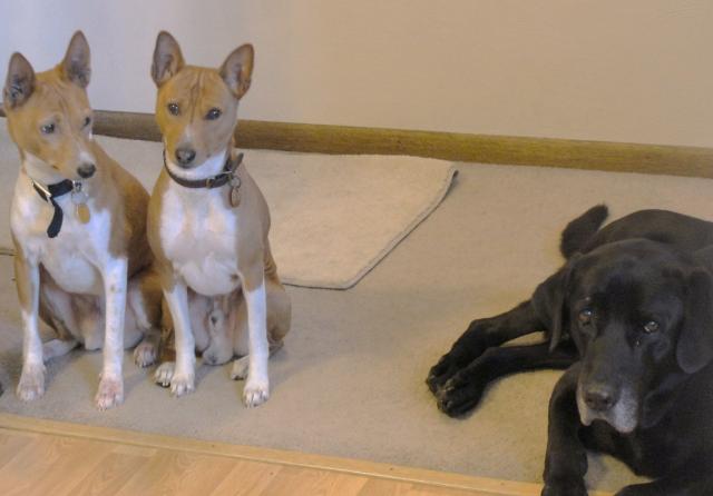 attachment_p_118933_0_texas-griff-clyde-kitchen-hallway-3.jpg