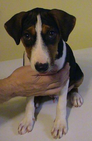 attachment_p_122720_0_wotr-puppy-wimauma.jpg