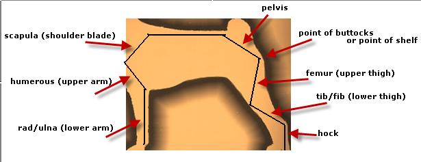 attachment_p_131065_0_anatomy-of-bones.jpg