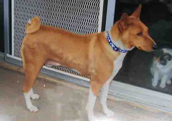 attachment_p_13139_0_codybasenji.jpg