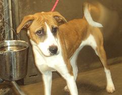 attachment_p_134134_0_b-mix-louisville-ky-shelter.jpg