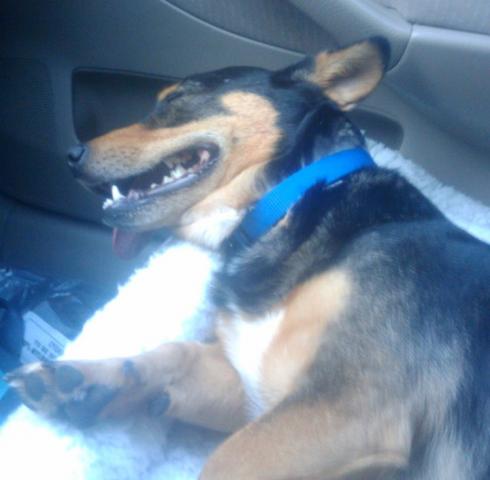 attachment_p_134948_1_deogie-after-dog-park.jpg