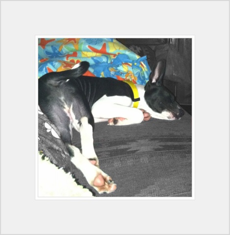 attachment_p_135307_0_oakley-sleeping.jpg