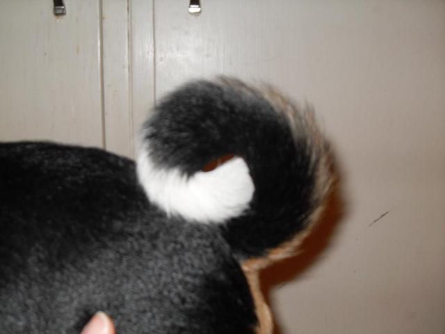 attachment_p_138776_0_sugar-s-tail.jpg