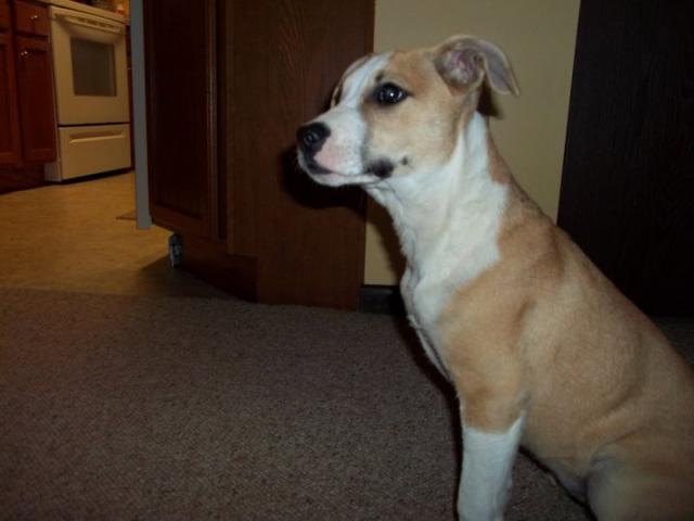 attachment_p_147565_0_basenji-macy.jpg