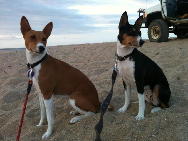 attachment_p_152402_0_hope-n-ebby-at-the-beach.jpg