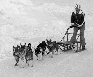 attachment_p_164733_0_basenji-sled-dogs.jpg