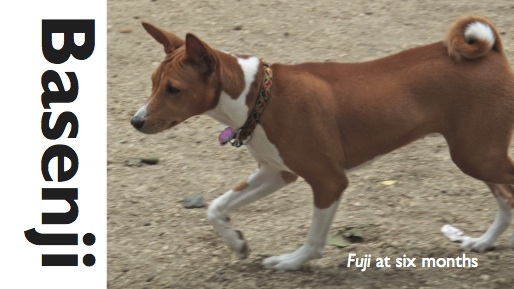 attachment_p_170557_1_basenji_card_front.jpg