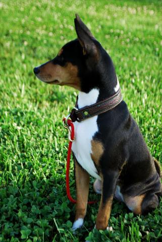 attachment_p_171583_5_scout-sit-profile-m.jpg