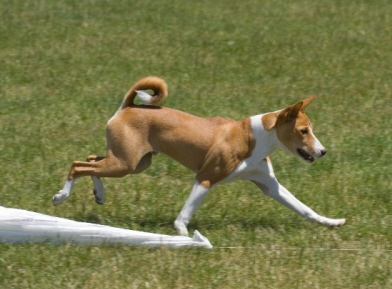 attachment_p_18342_2_zekecoursing.jpg