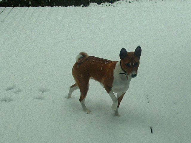 attachment_p_2222_0_snow-dog.jpg