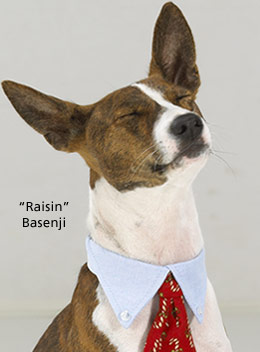 attachment_p_27391_0_raisin-the-basenji.jpg