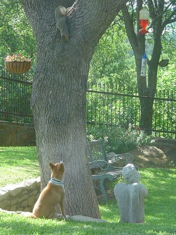 attachment_p_28736_0_cassi-vs-squirrel-800x600.jpg