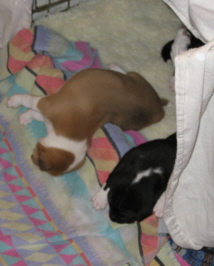 attachment_p_4997_0_sleepingpups.jpg