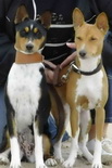 attachment_p_50433_0_basenji2.jpg