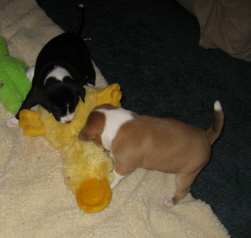 attachment_p_5196_0_pupswduck.jpg