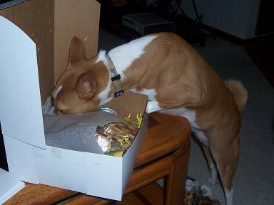 attachment_p_53264_1_basenji2.jpg