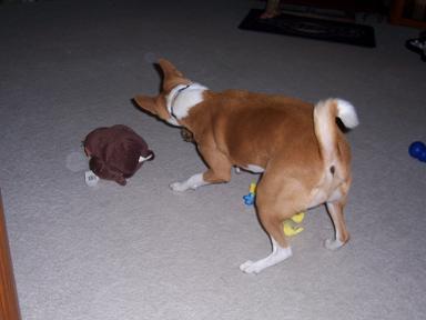 attachment_p_53264_2_basenji3.jpg