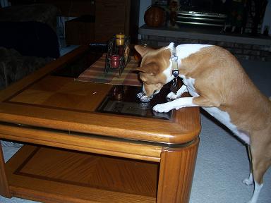 attachment_p_53264_4_basenji5.jpg