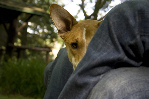 attachment_p_61546_0_friend-s-basenji-mix.jpg