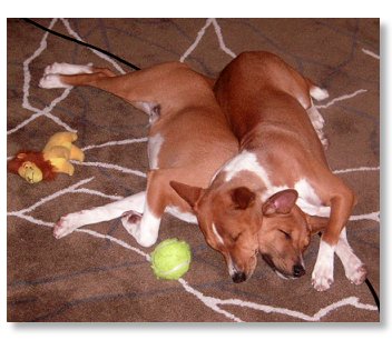 attachment_p_63517_0_friend-s-basenjis.jpg