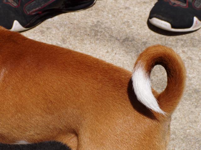 attachment_p_69445_2_hank-tail.jpg