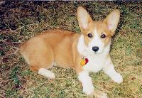 attachment_p_69499_0_pembrokewelshcorgi_clarke.jpg