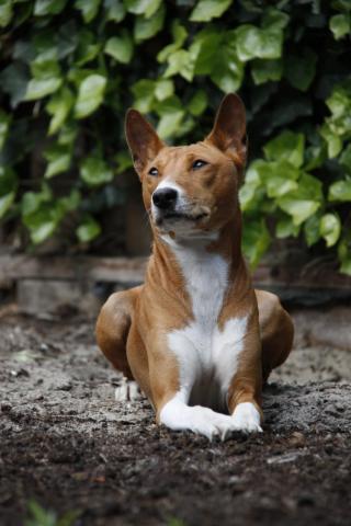 attachment_p_73460_0_janneke-basenji.jpg