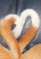 attachment_p_78860_0_basenji-tails-heart.jpg