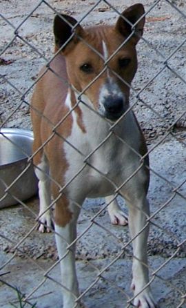 attachment_p_80988_1_basenji3.jpg