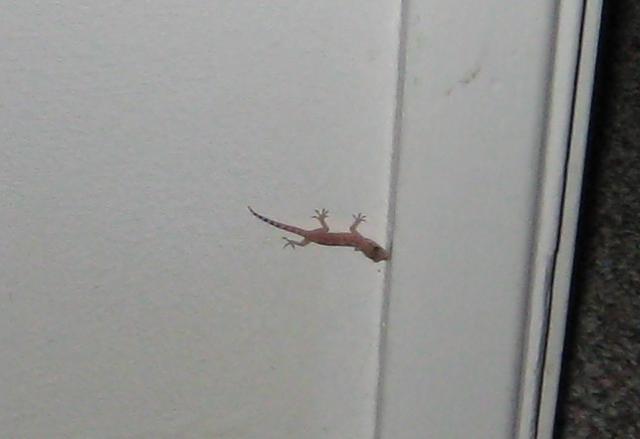 attachment_p_83769_0_baby-gecko.jpg