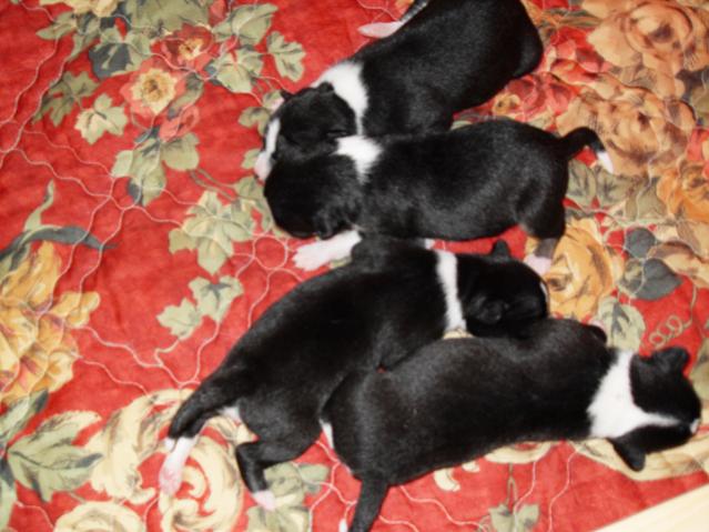 attachment_p_96372_0_puppies-6-days.jpg