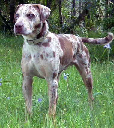 attachment_p_98673_0_catahoula.jpg